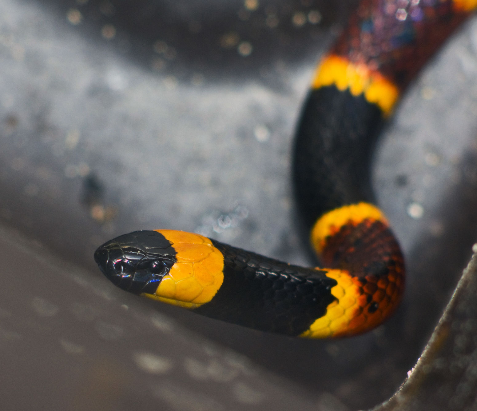 Eastern Coral Snake